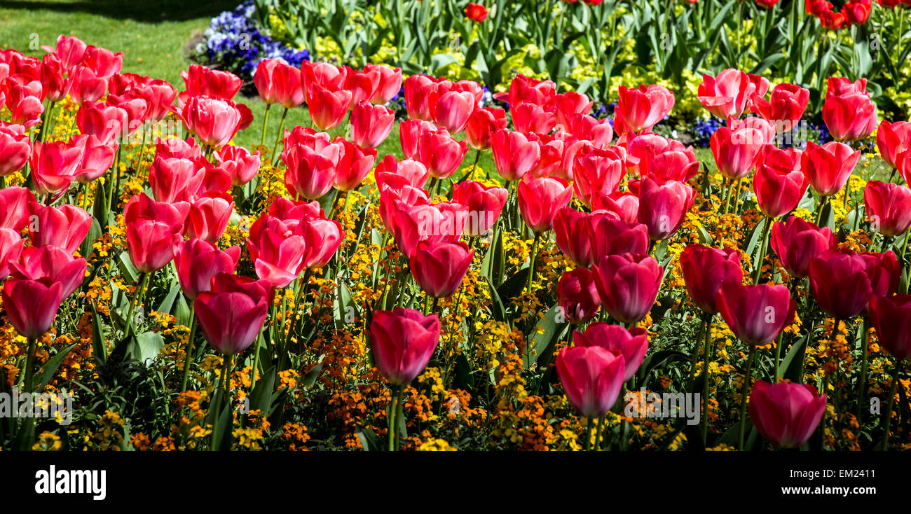Parterres de tulipes à St Johns Wood Church Gardens London UK Banque D'Images