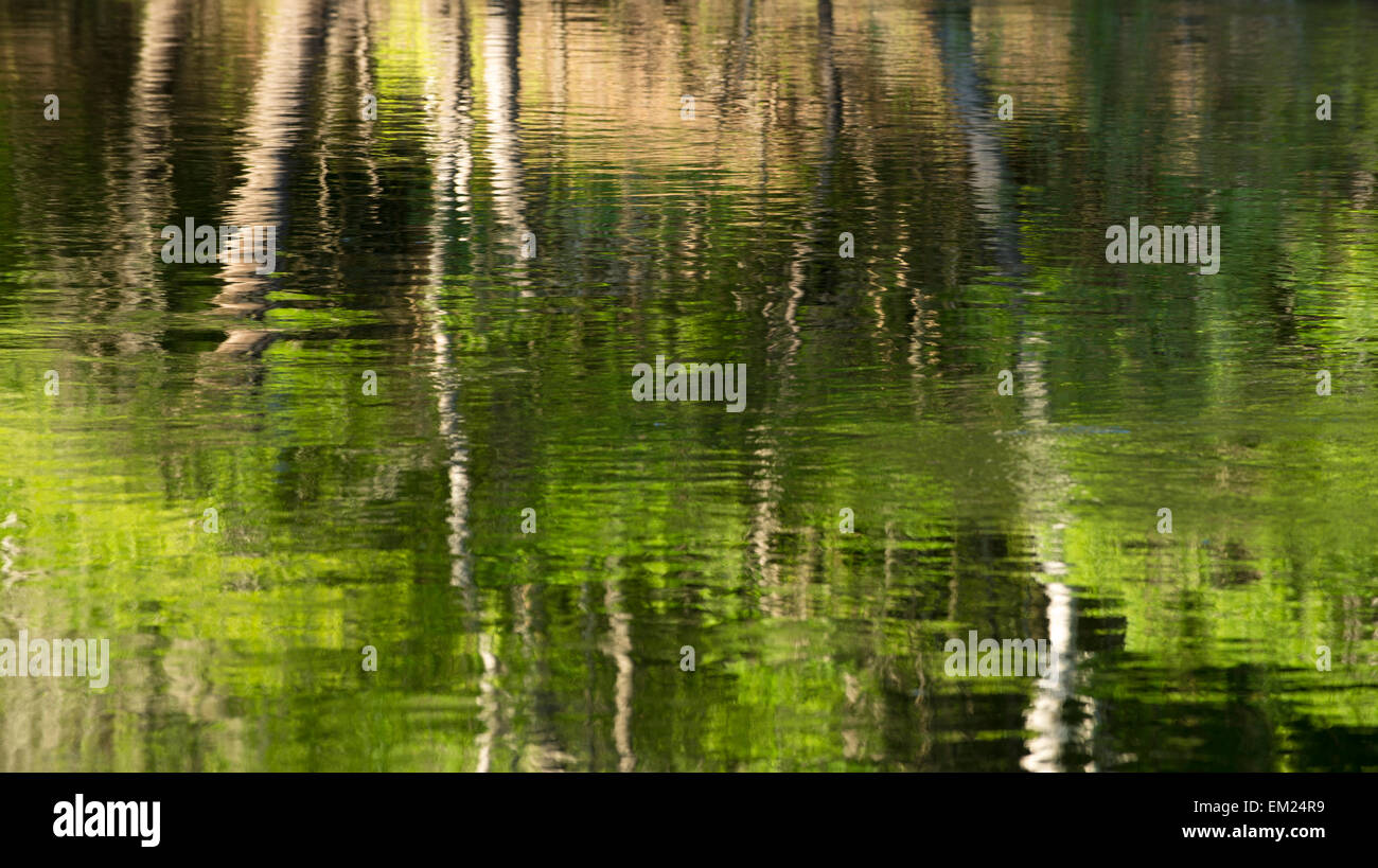 Ralentissement de la rivière Suwannee fluide circule à travers forêt, Suwannee River State Park, Floride Banque D'Images