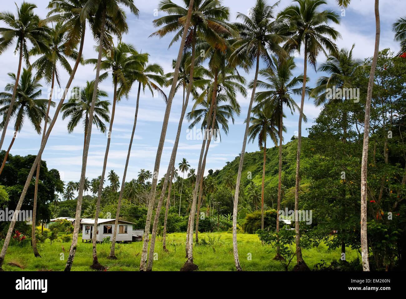 Maison locale dans la palmeraie, l'île de Vanua Levu, Fidji, Pacifique Sud Banque D'Images