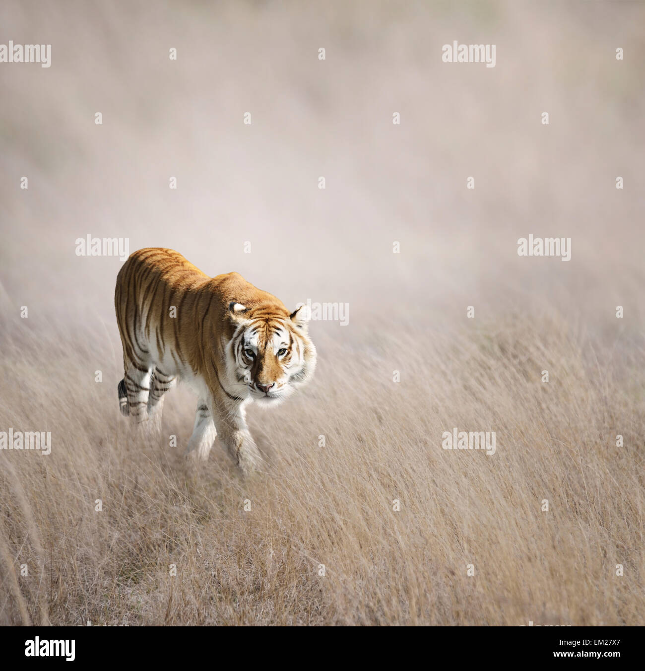 Tiger Walking dans l'herbe Banque D'Images