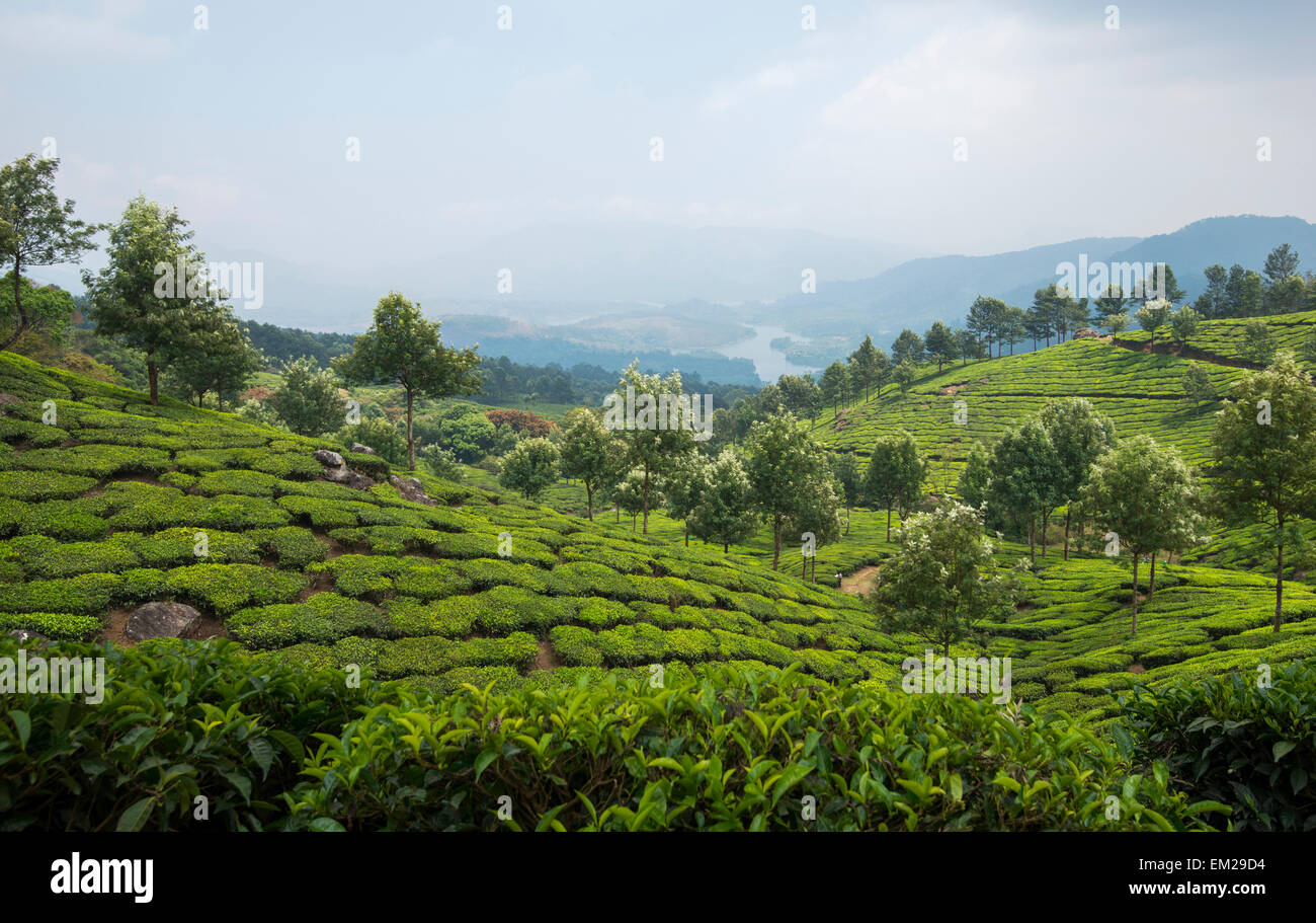 Les plantations de thé dans les collines de Munnar, Kerala, Inde Banque D'Images