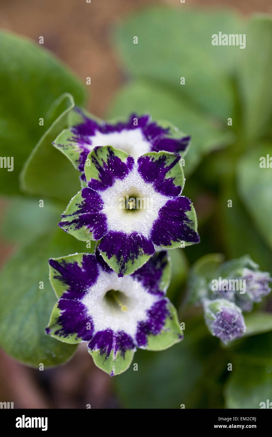 Primula auricula 'Purple Velvet' qui se développe dans un environnement protégé. Banque D'Images