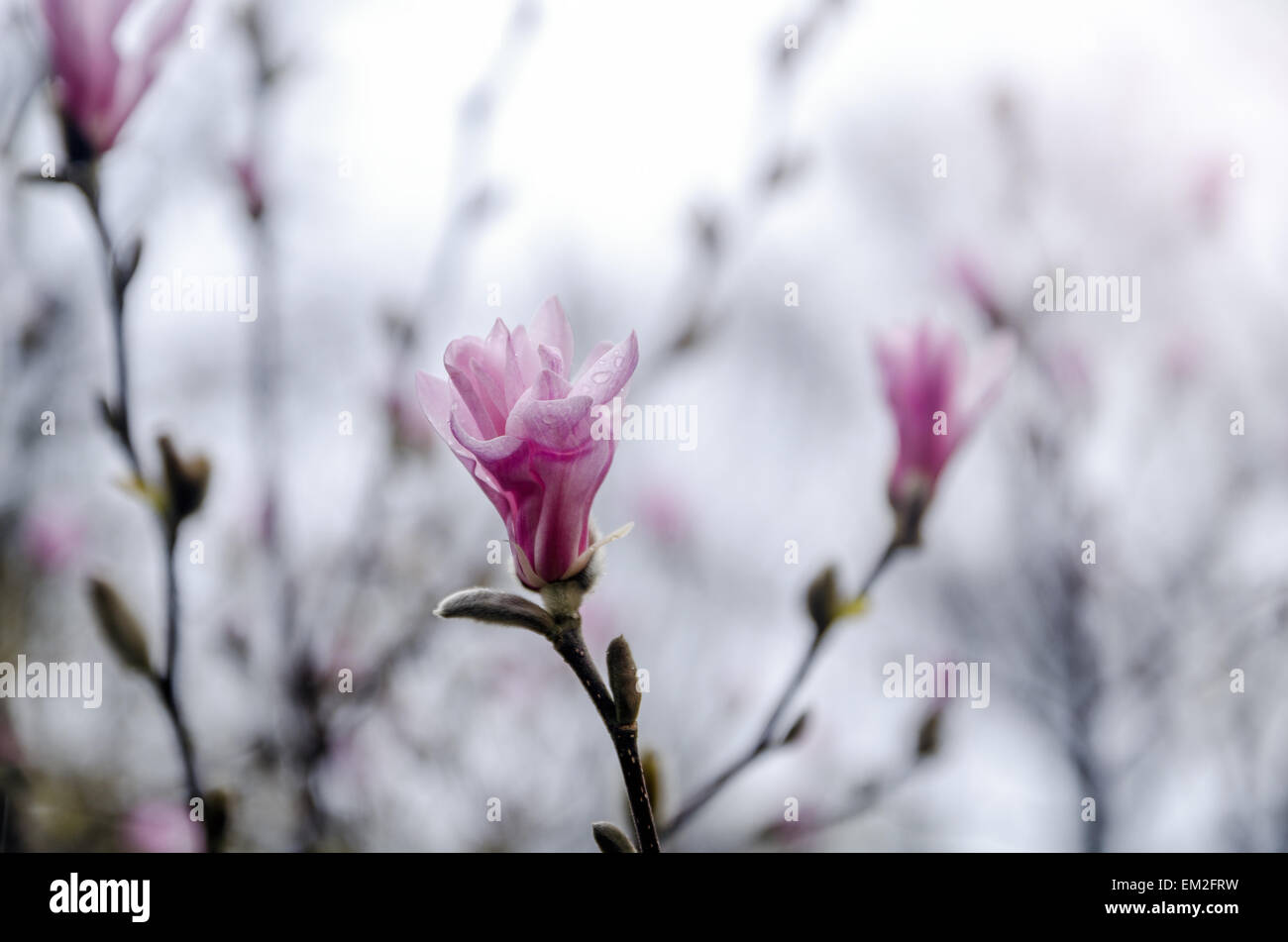 Magnolia blossom Banque D'Images