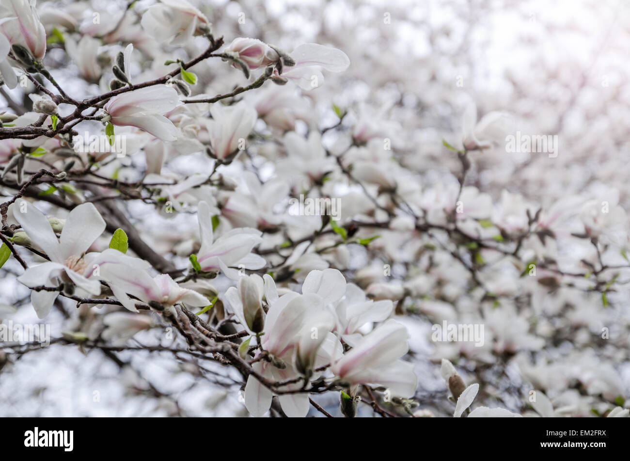 Magnolia blossom Banque D'Images