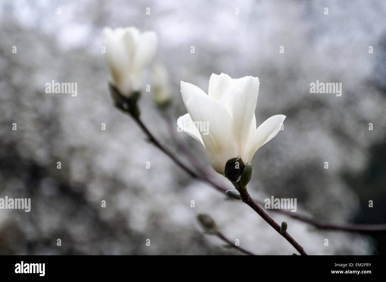 Magnolia blossom Banque D'Images