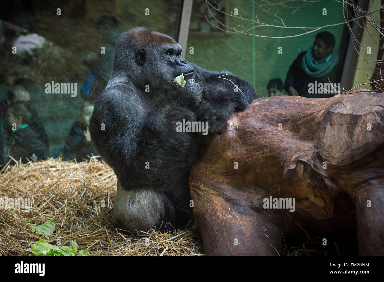 (Gorilla gorilla), homme, dans l'enclos derrière le verre, le Jardin zoologique de Zurich, Zürich, Suisse Banque D'Images