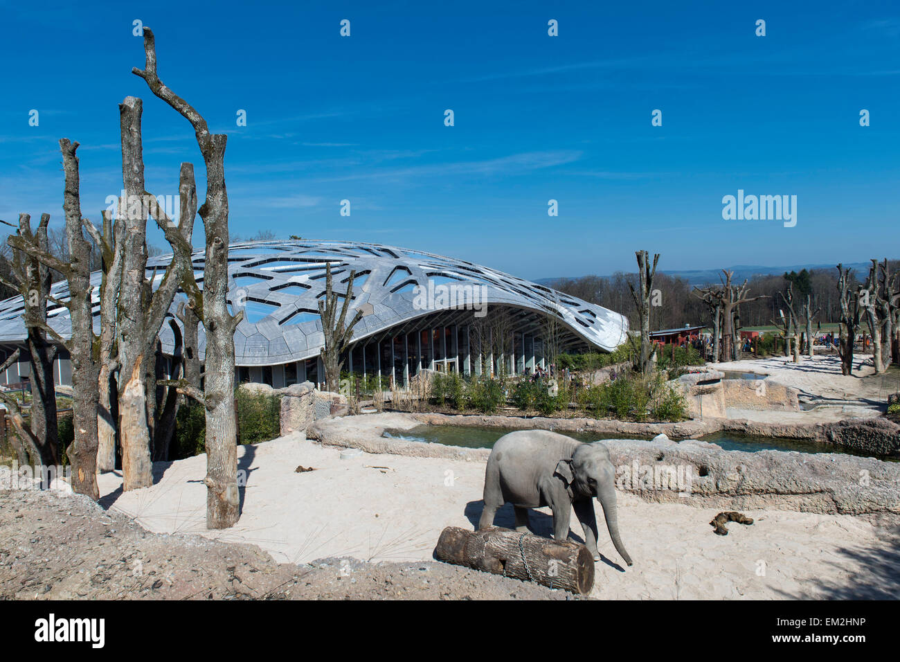 L'éléphant indien (Elephas maximus) en face de la maison de l'éléphant, Kaeng Krachan Elephant Park, Jardin zoologique de Zurich Banque D'Images