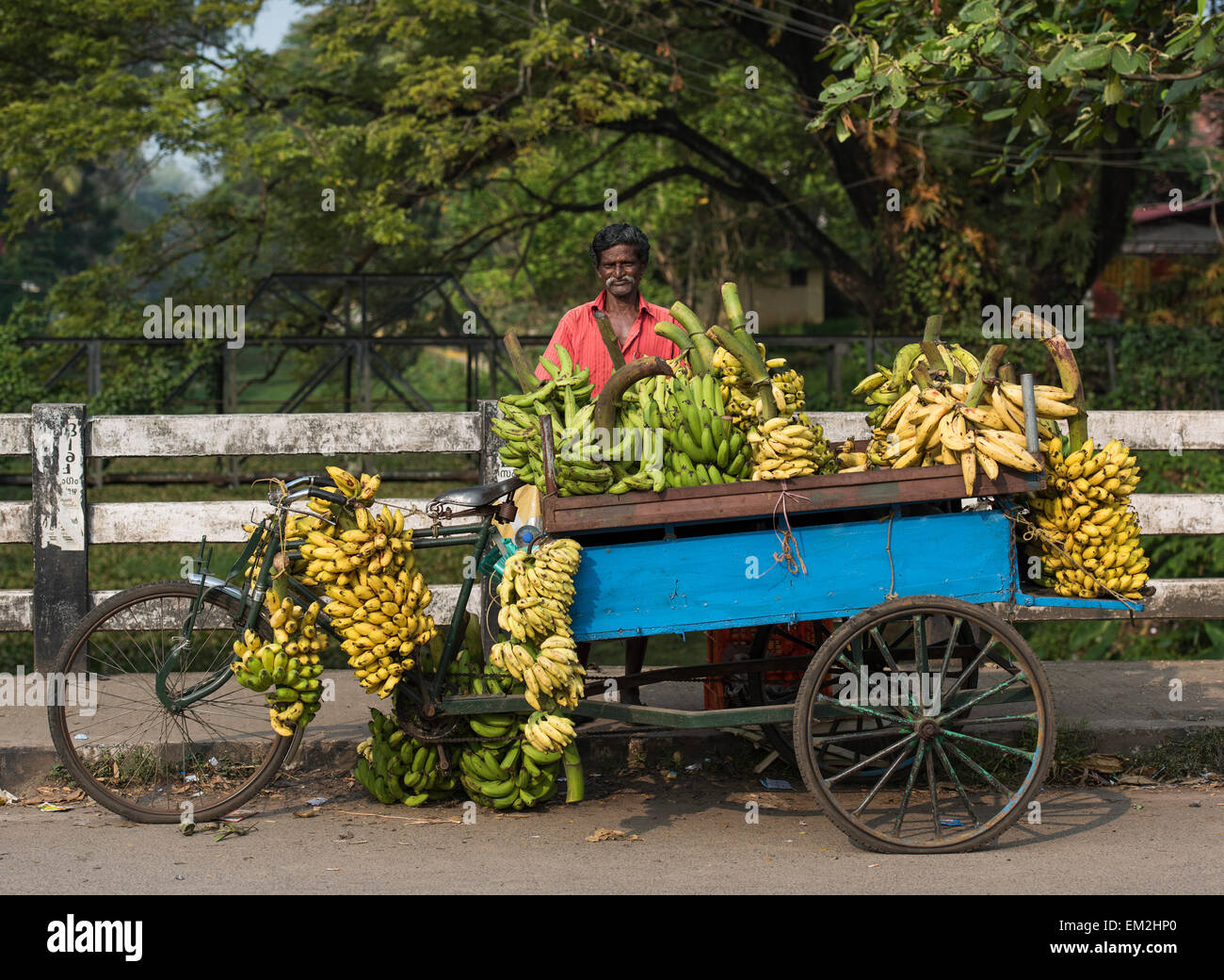 Les bananes en vente à partir d'un panier, Alappuzha District, Kerala, Inde Banque D'Images