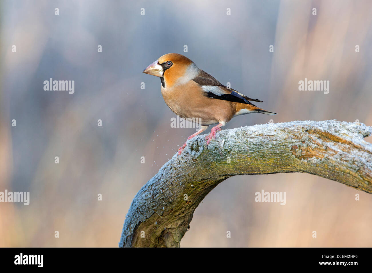 (Coccothraustes coccothraustes Hawfinch) perché sur une branche en hiver, au milieu de la Réserve de biosphère de l'Elbe, Saxe-Anhalt, Allemagne Banque D'Images