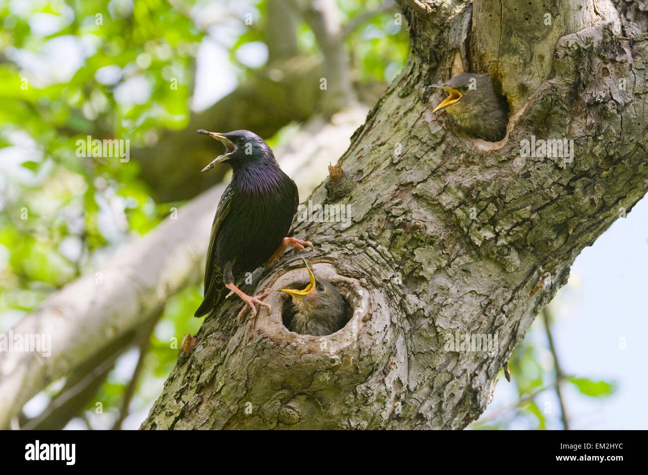 L'étourneau sansonnet (Sturnus vulgaris), des profils par son nid, avec la progéniture, Thuringe, Allemagne Banque D'Images