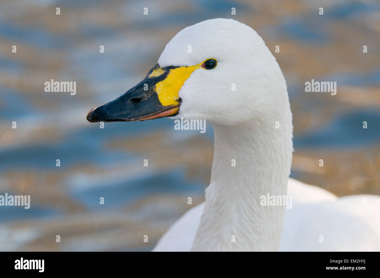 Le Cygne siffleur (Cygnus bewickii), captive, Saxe, Allemagne Banque D'Images