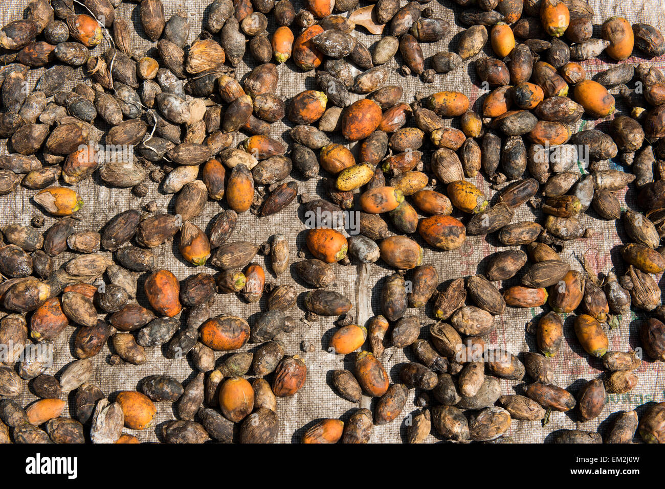 Sécher les noix de bétel, Kerala, Inde Banque D'Images