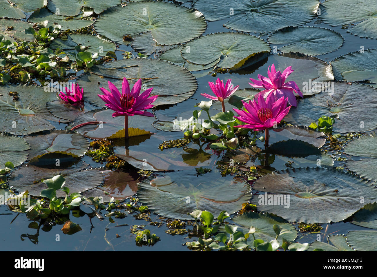 Les fleurs de lotus (Nelumbo), du Lac Vembanad, Kerala, Inde du Sud, Inde Banque D'Images
