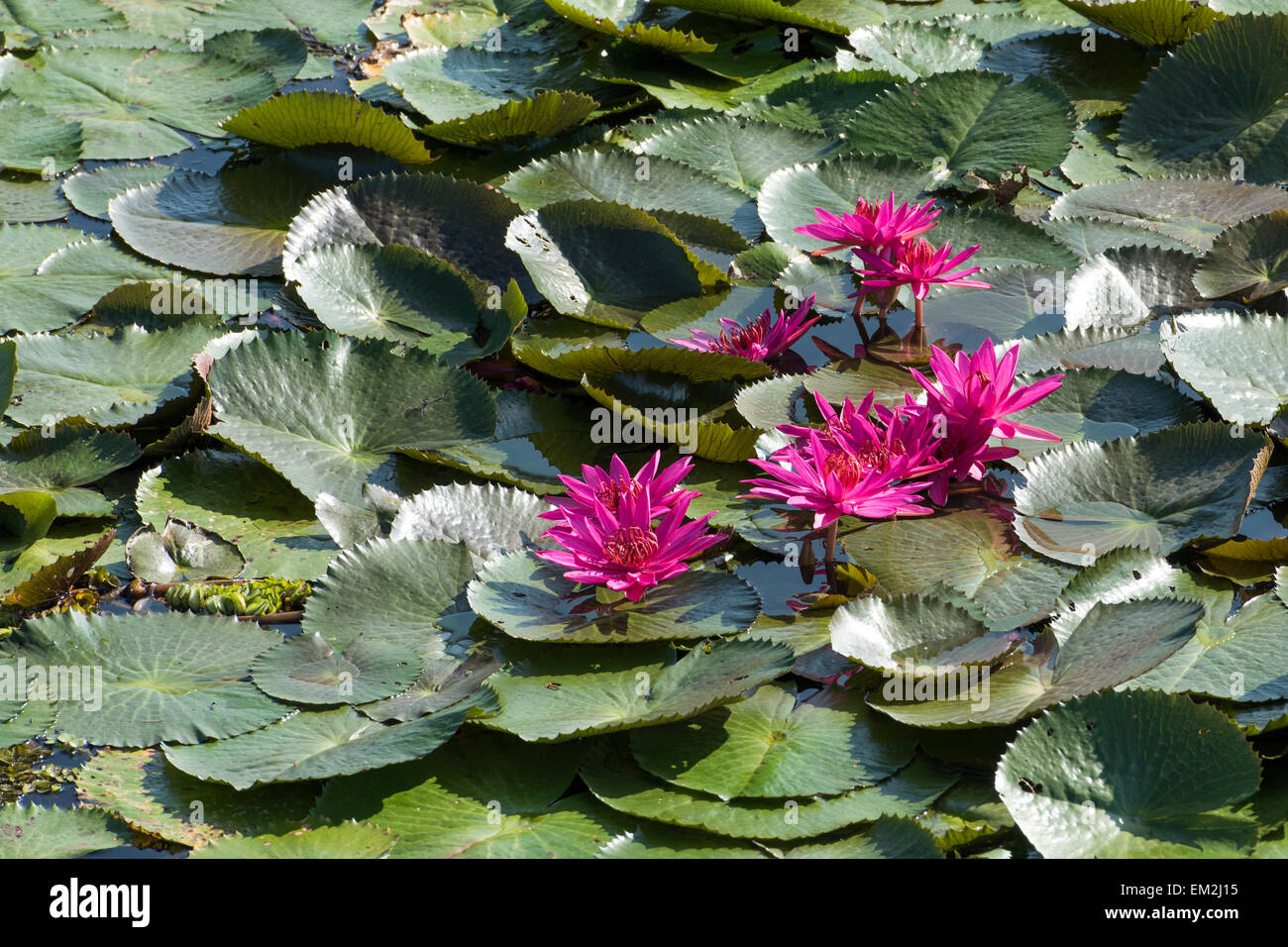 Les fleurs de lotus (Nelumbo), du Lac Vembanad, Kerala, Inde du Sud, Inde Banque D'Images