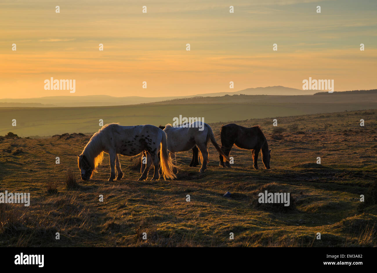 Moorland poneys paissant dans la chaude lumière du soir sur Bodmin Moor Banque D'Images
