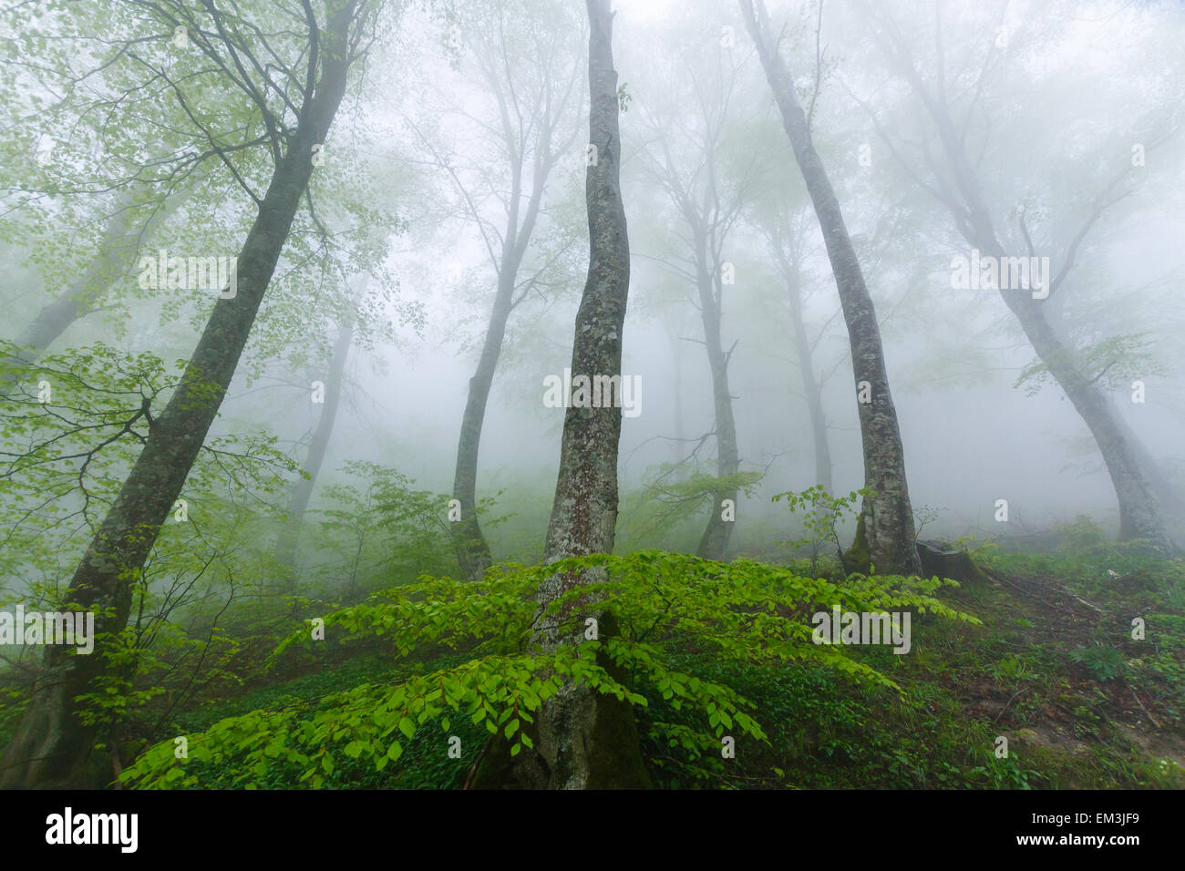 L'avenue Beechwood dans la brume. Chaîne de montagnes d''Urbasa. Navarre, Espagne, Europe. Banque D'Images