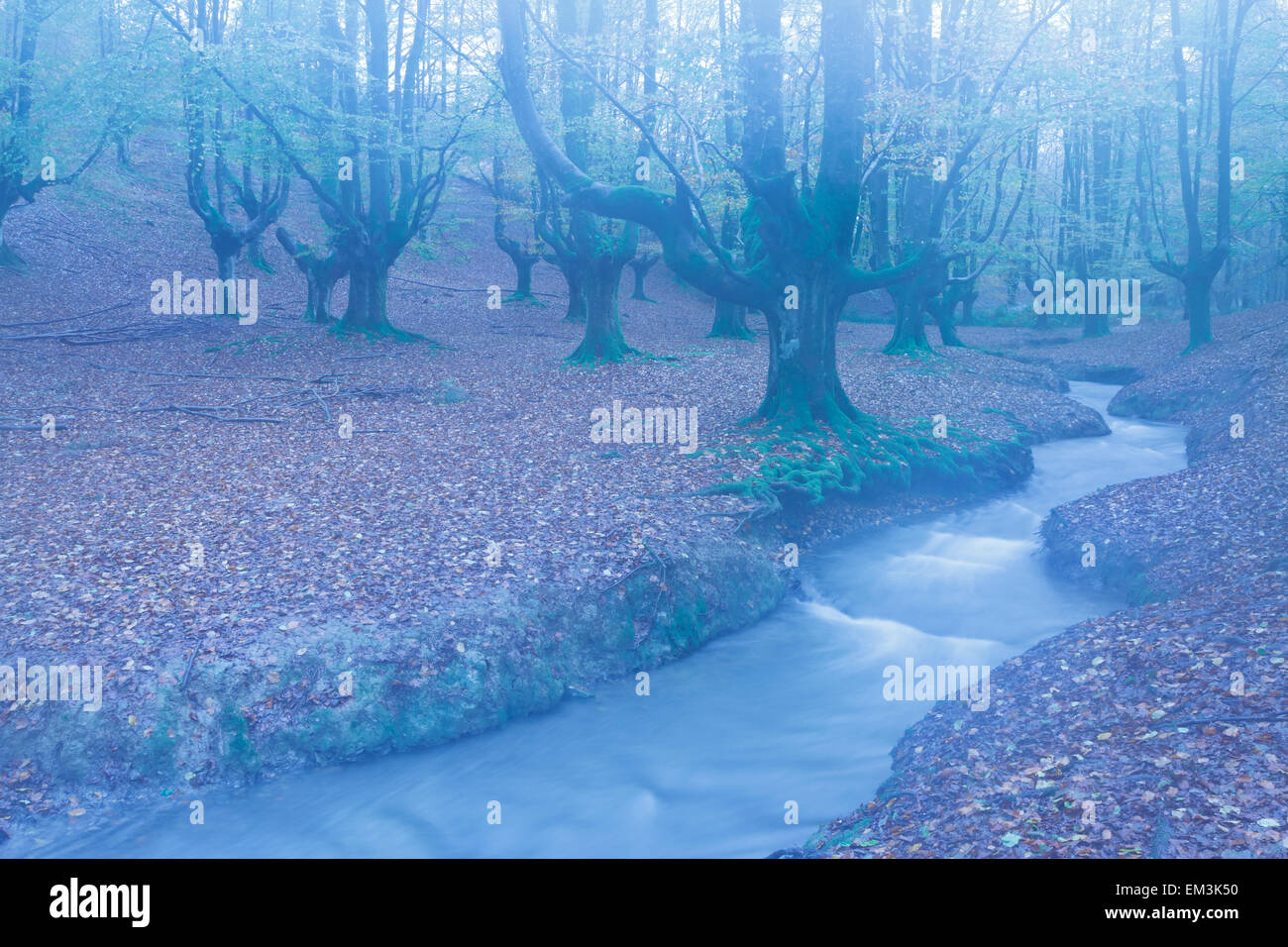 Otzarreta beechwood et rivière. Le Parc Naturel de Gorbeia. Gascogne, Pays Basque, Espagne. L'Europe. Banque D'Images