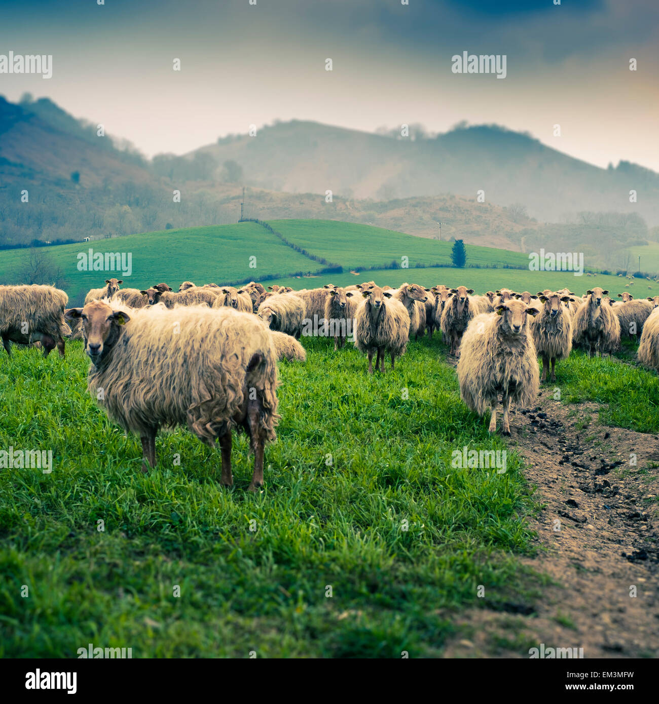 Troupeau de moutons dans une prairie. Sare. Département des Pyrénées-Atlantiques. Région Aquitaine, France, Europe. Banque D'Images