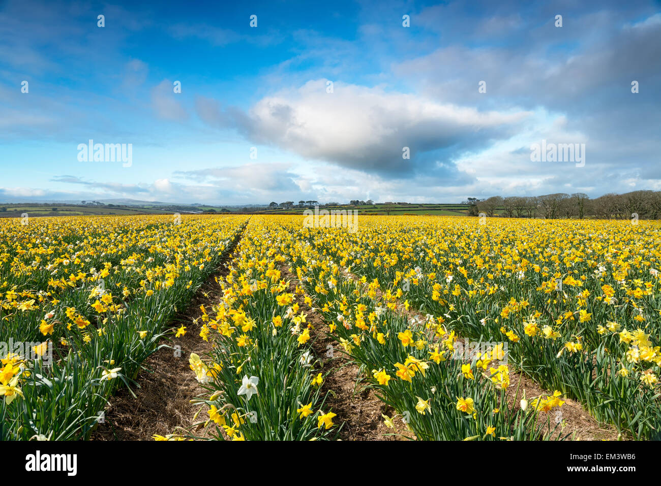 Un champ de jonquilles printemps lumineux à proximité d'Helston en Cornouailles Banque D'Images