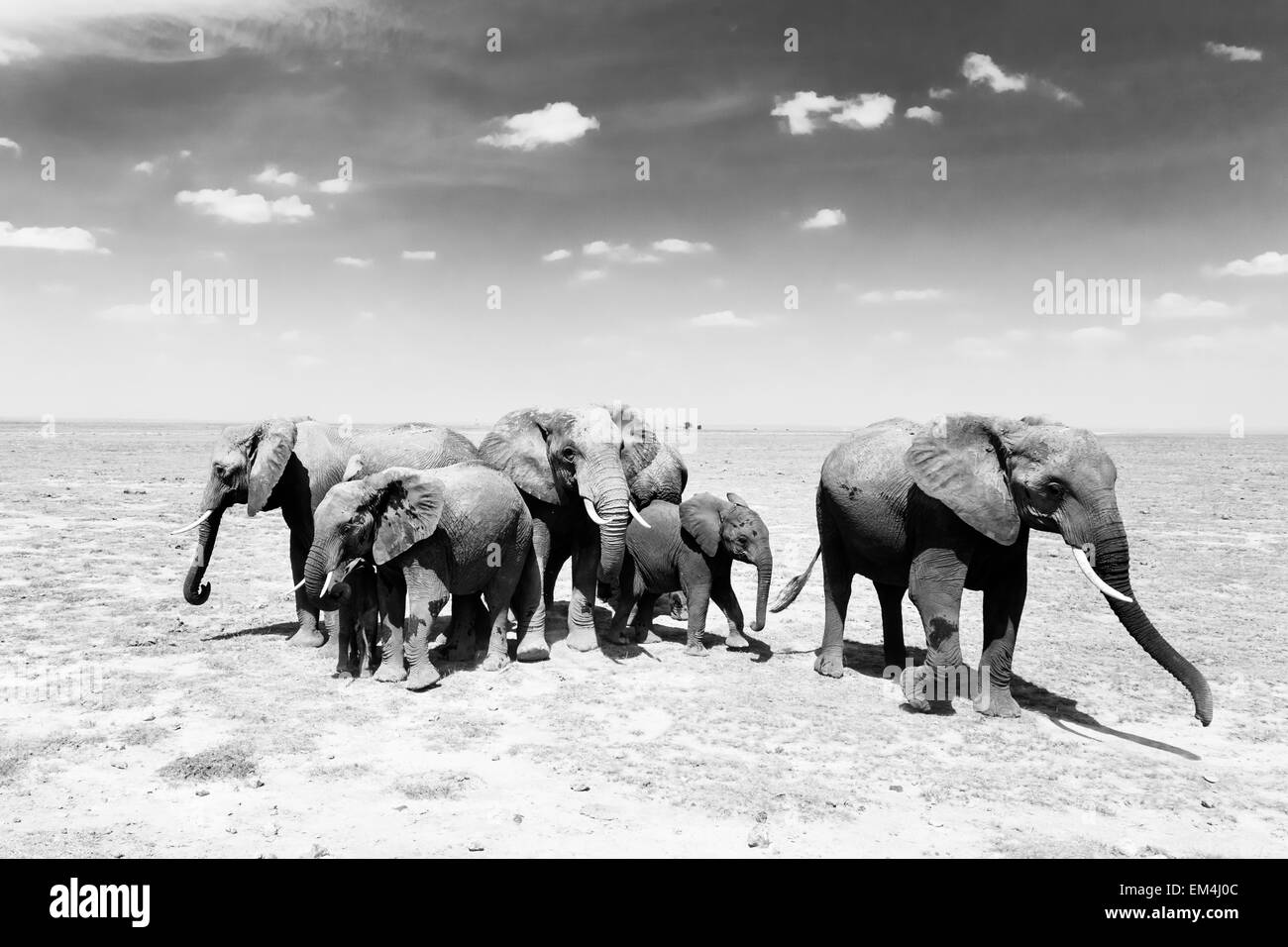 Loxodonta africana, l'éléphant brousse africaine. Banque D'Images