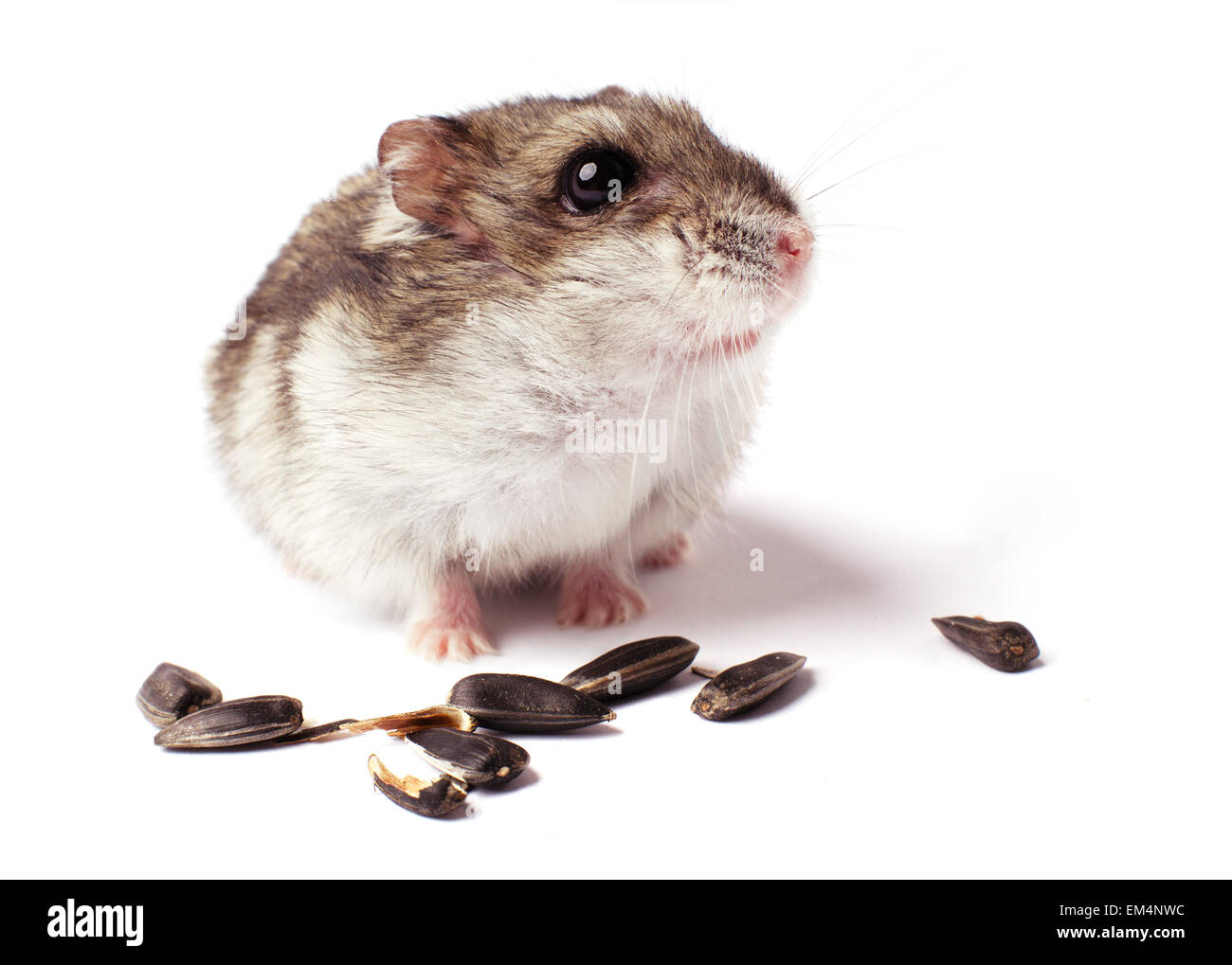 Avec grain de hamster sur blanc Banque D'Images