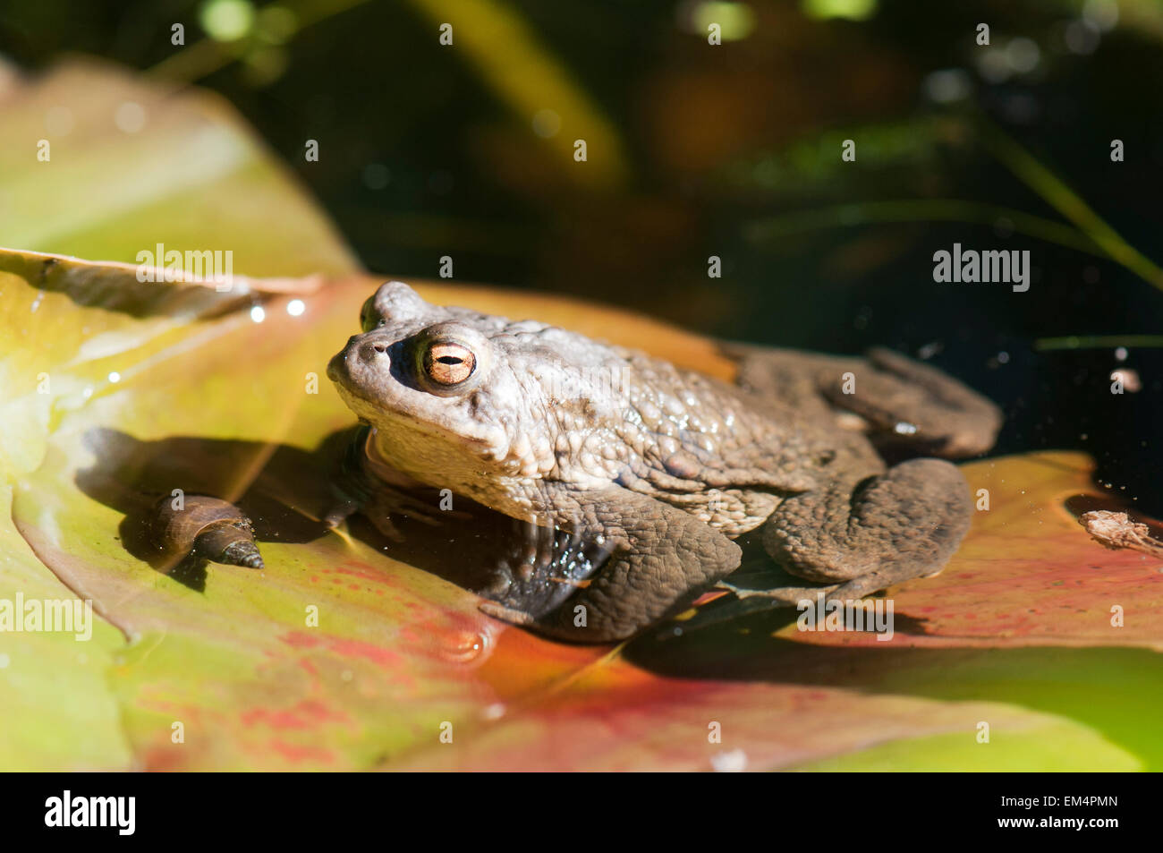 Crapaud commun (Bufo bufo) dans l'étang pendant la période de frai Banque D'Images