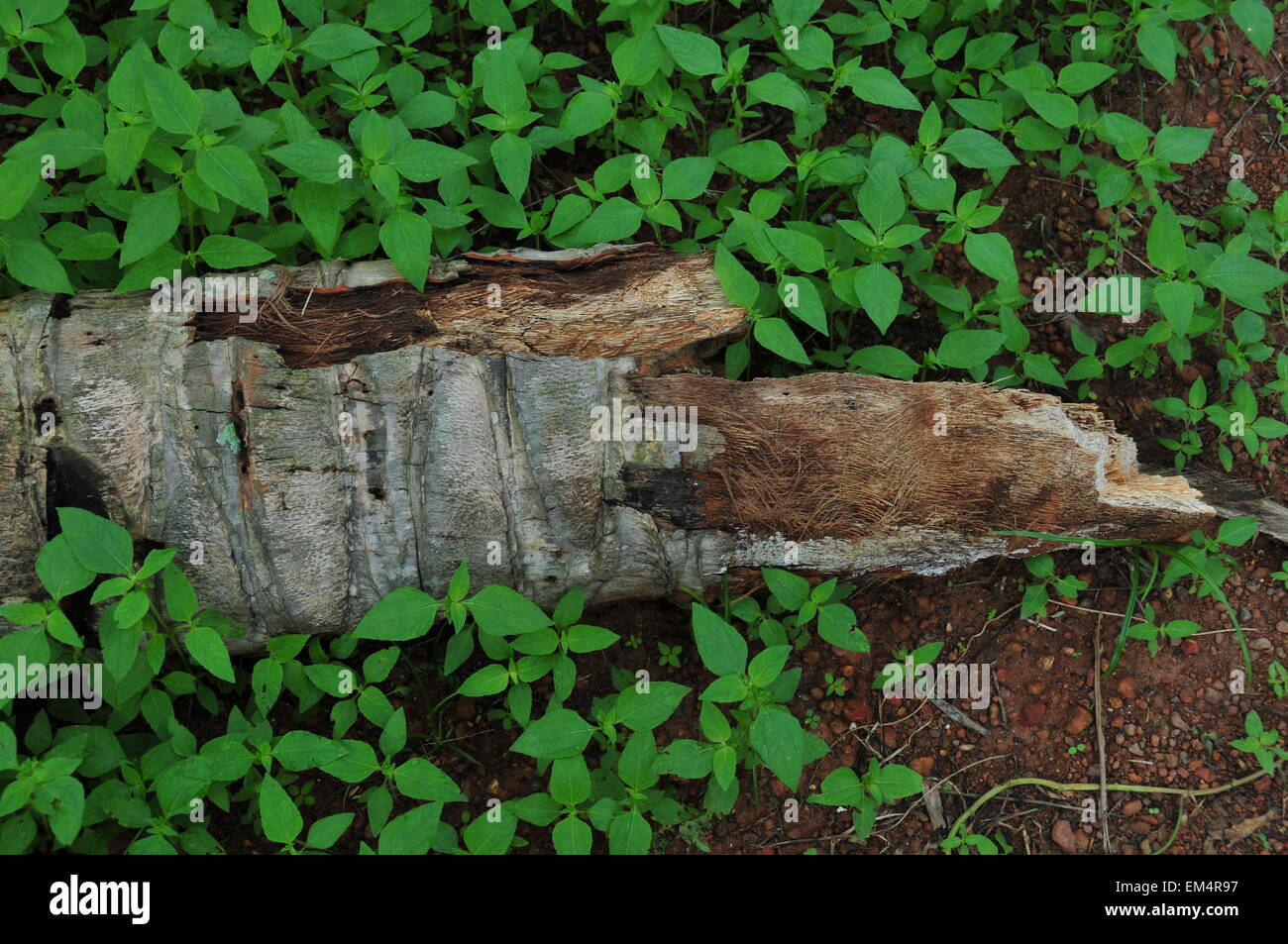 Déforestation et bois de noix de coco en décomposition Banque D'Images