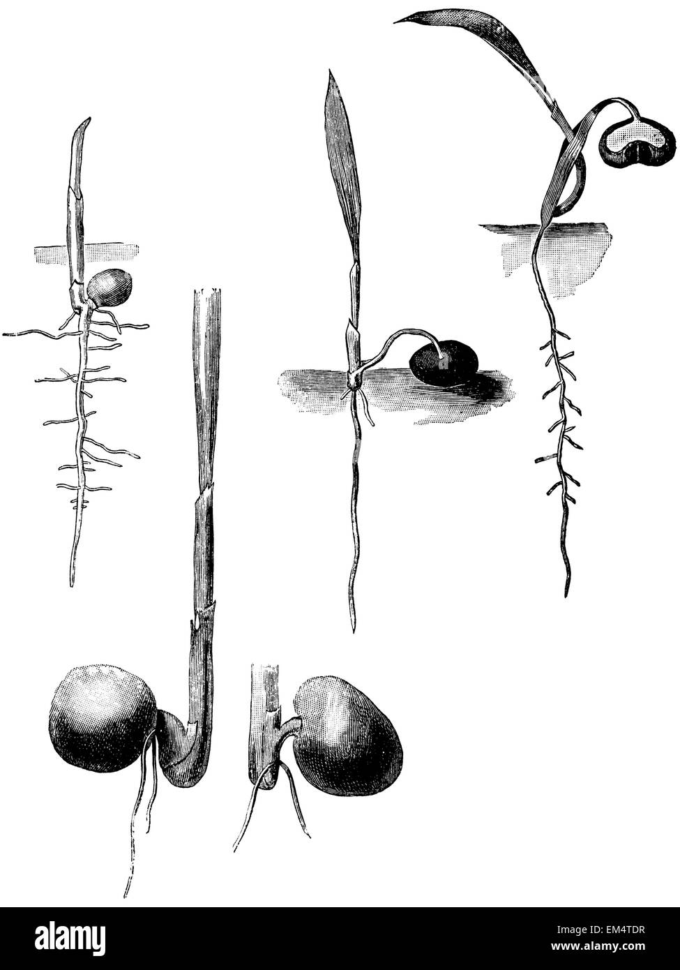 La germination des graines de palmiers de différentes espèces Banque D'Images