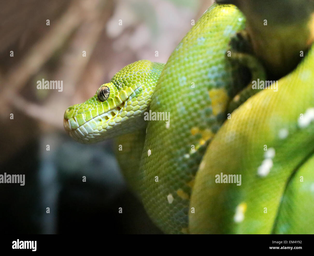 Python vert recroquevillé sur une branche photographié close up Banque D'Images