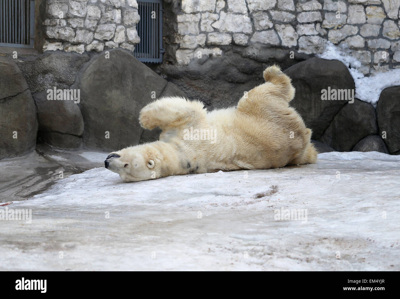 L'ours polaire dans la neige au zoo Banque D'Images