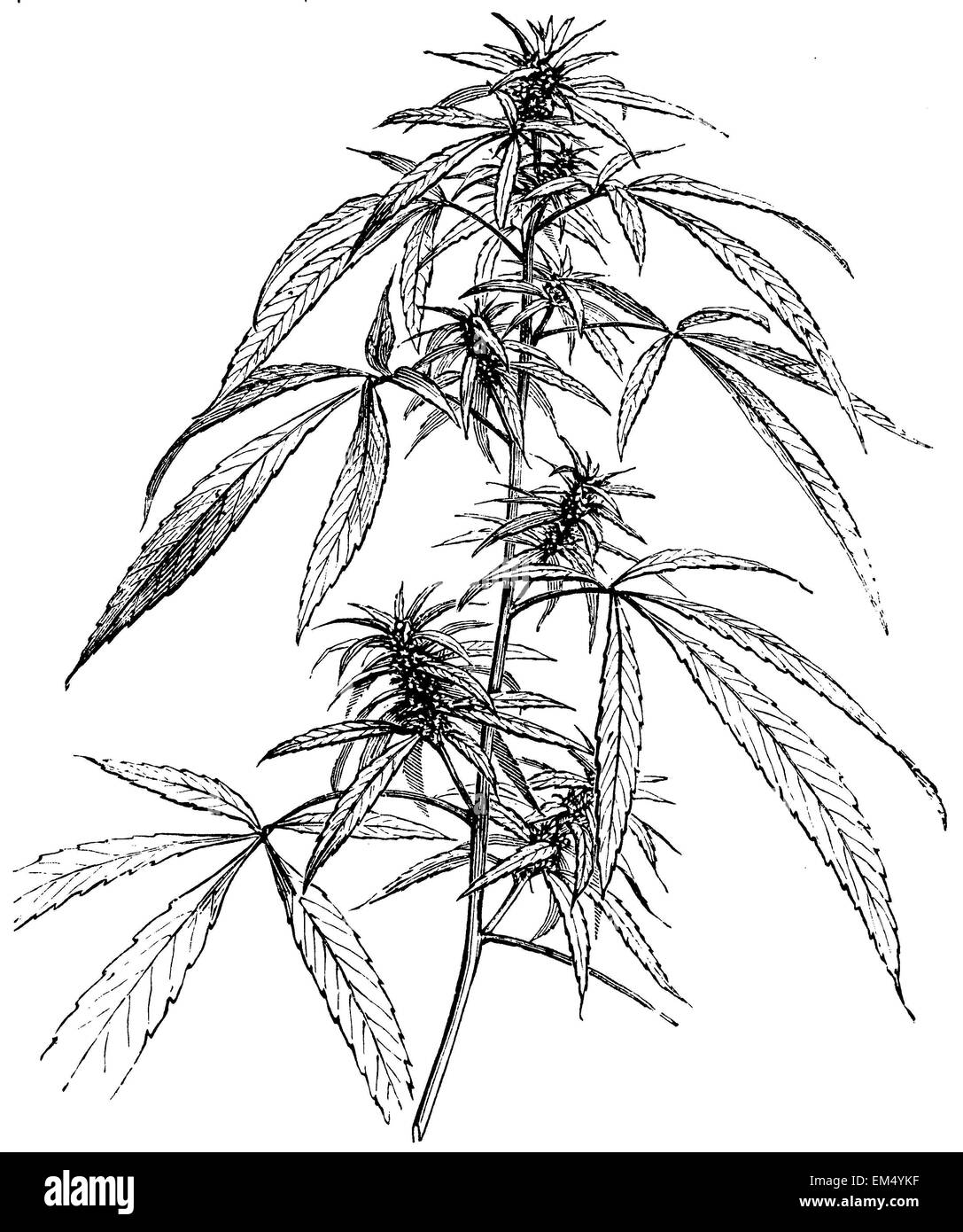 La plante de cannabis mâle Banque D'Images