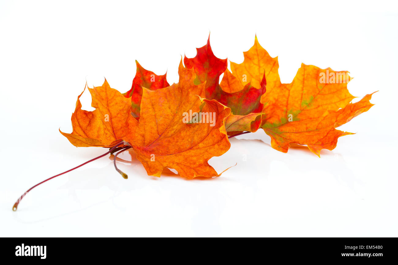 Automne érable feuilles isolées sur fond blanc Banque D'Images