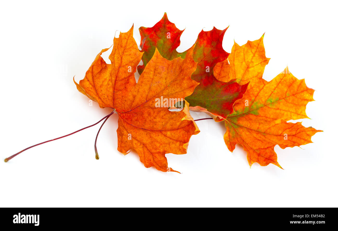 Automne érable feuilles isolées sur fond blanc Banque D'Images