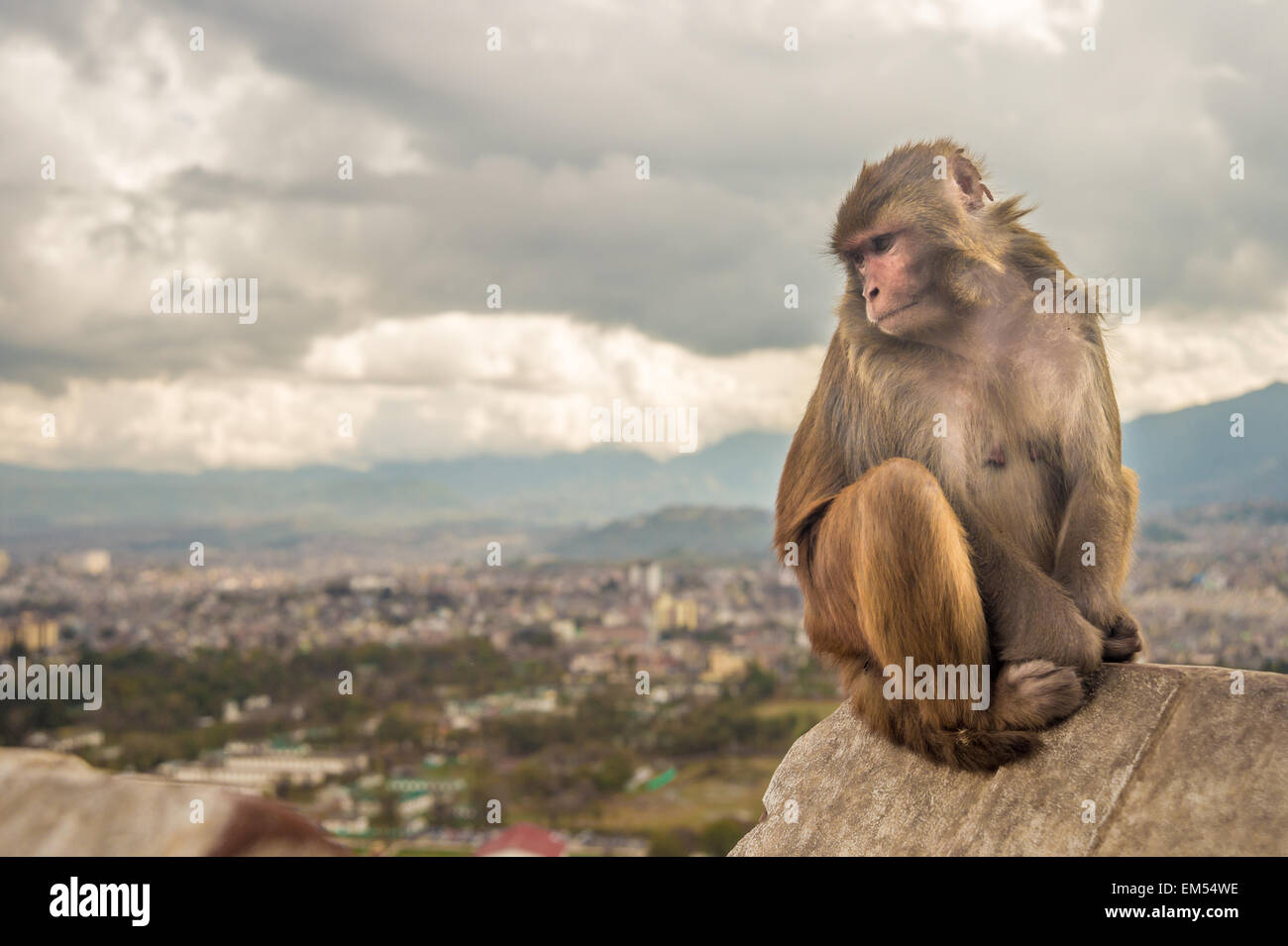 Singe rhésus assis en face de la ville de Katmandou Banque D'Images