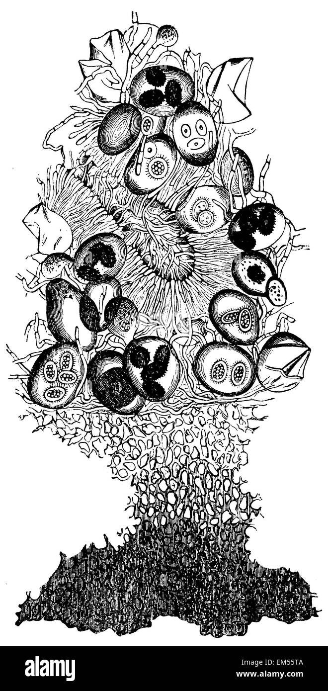 Structure d'une truffe Banque D'Images