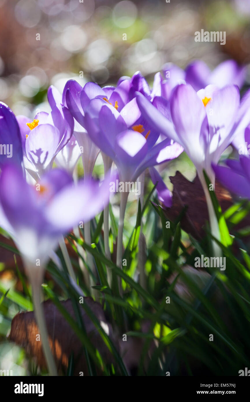 Crocus tommasinianus 'Purple' Whitewell Banque D'Images