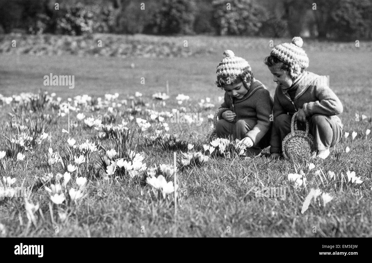 Trois ans Angela Antonioni et sa sœur Linda, à l'âge de 5 ans, de Clerkenwell, regardez les crocus qui sont sortis pour le printemps à Hyde Park, Londres. 6 mars 1957. Banque D'Images