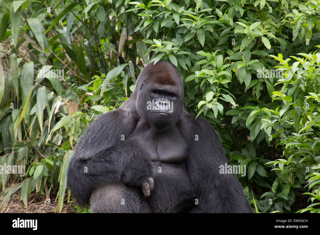 Gorilla dans rainforest Banque D'Images