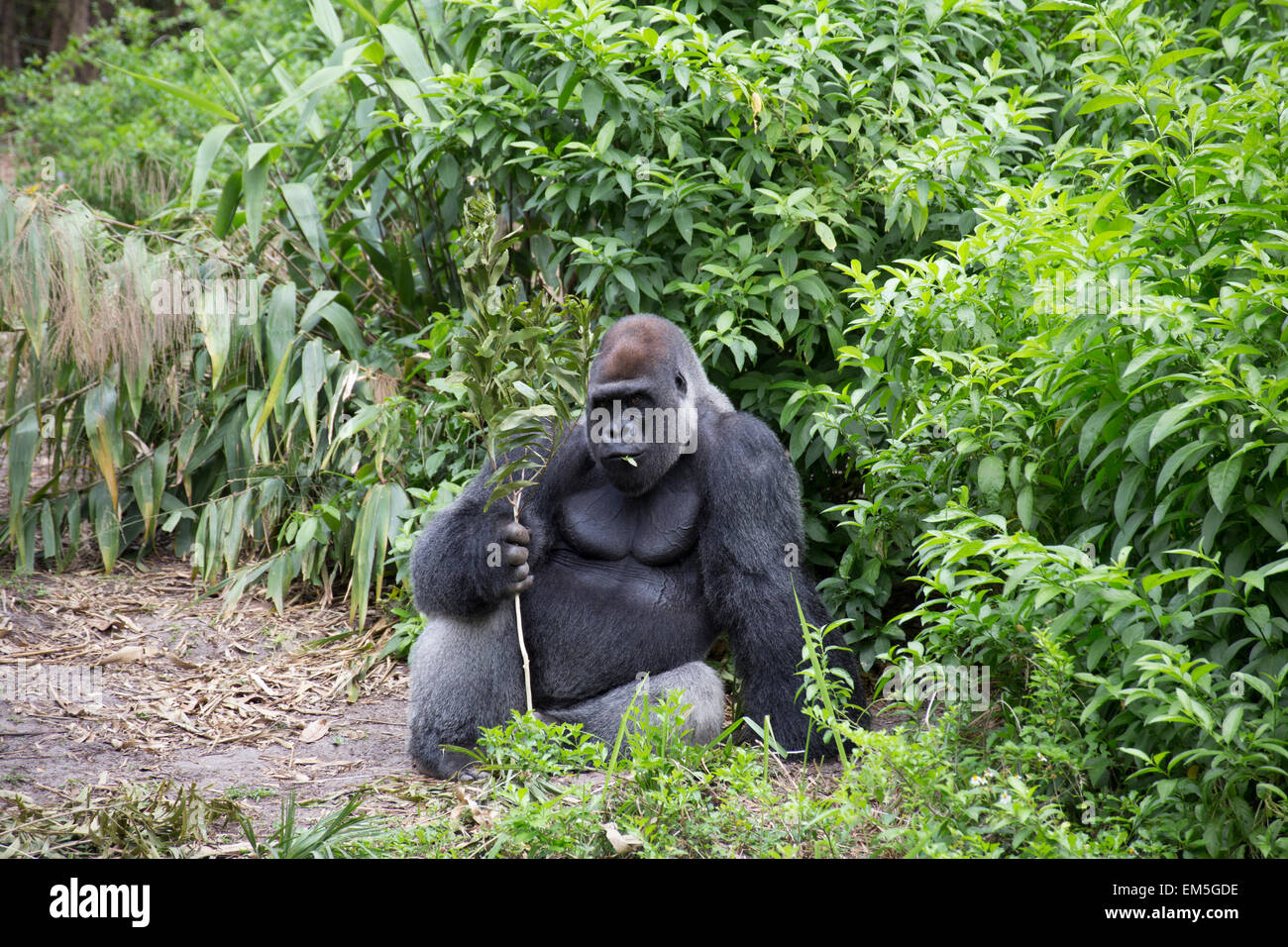 Gorilla dans rainforest Banque D'Images