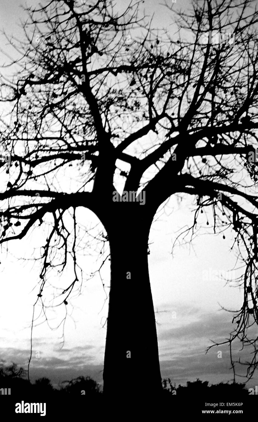 Un baobab en une route poussiéreuse dans les zones rurales du Kenya. Paysage. L'infrastructure au Kenya sont très pauvres. Les routes ne sont pas asphaltées et marke Banque D'Images