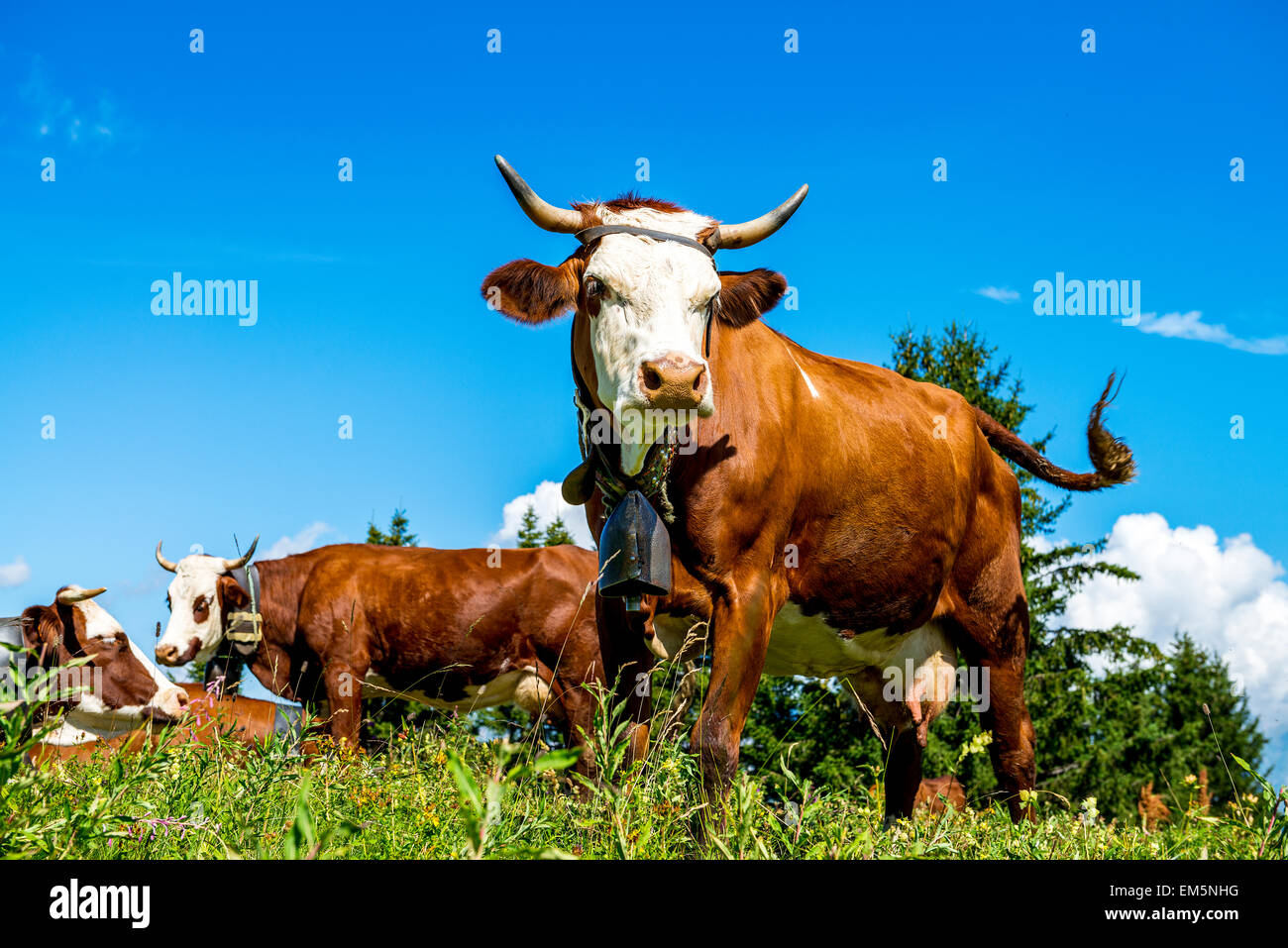 Vaches alpines Banque D'Images