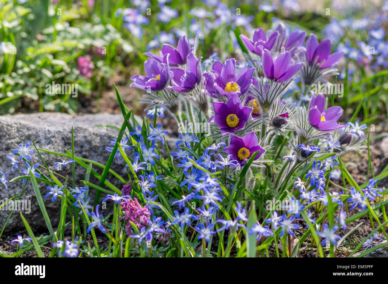 Anémone pulsatille Pulsatilla chinensis cluster en pleine floraison Banque D'Images
