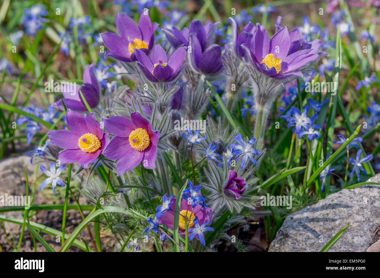 Anémone pulsatille Pulsatilla chinensis cluster en pleine floraison Banque D'Images