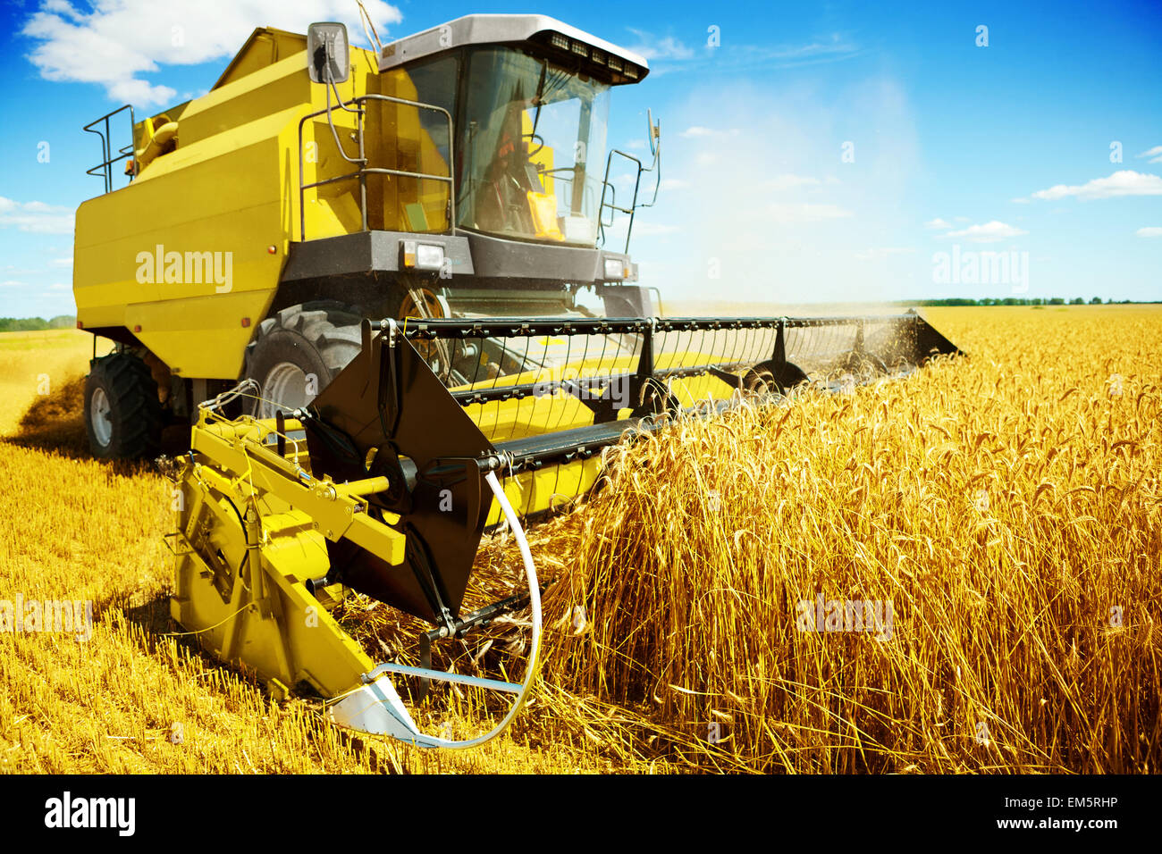 Un travail dans l'ensileuse jaune Banque D'Images