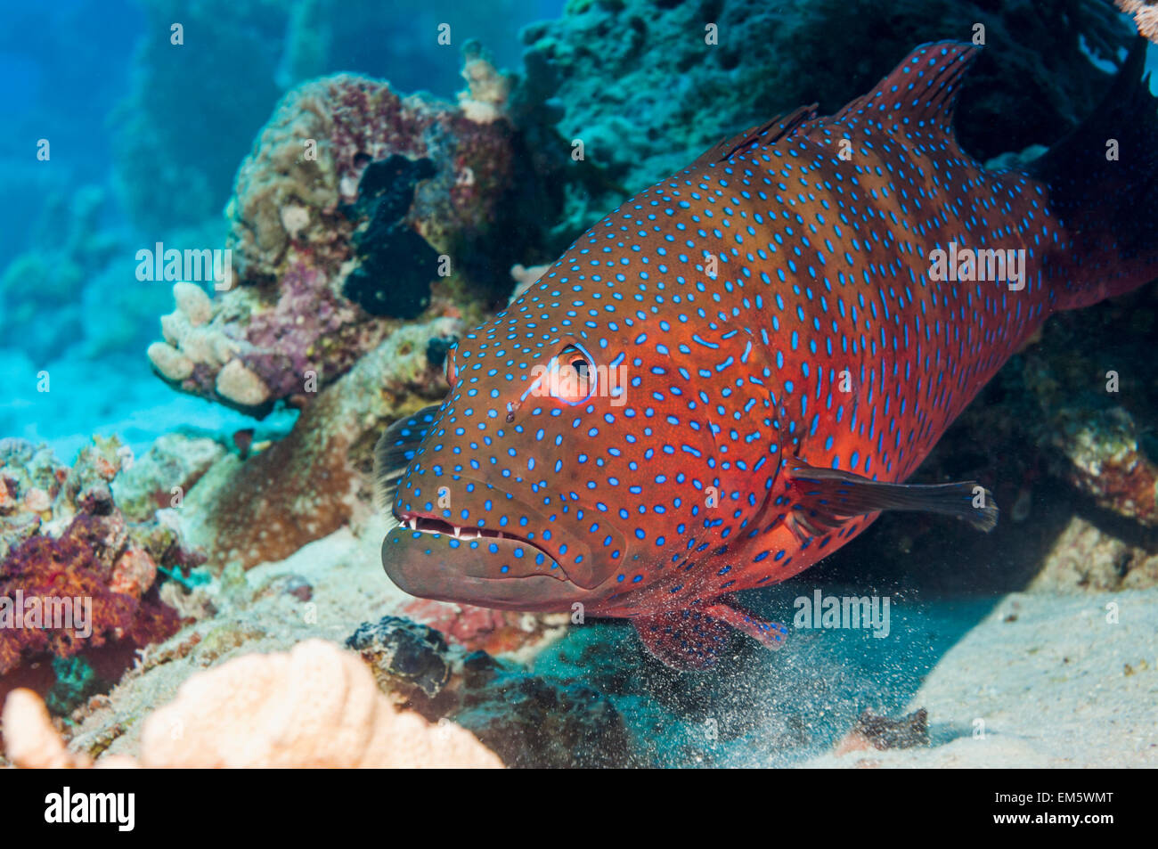 Red Sea Coral le mérou (Plectropomus pessuliferus marisrubri). L'Egypte, Mer Rouge. Banque D'Images