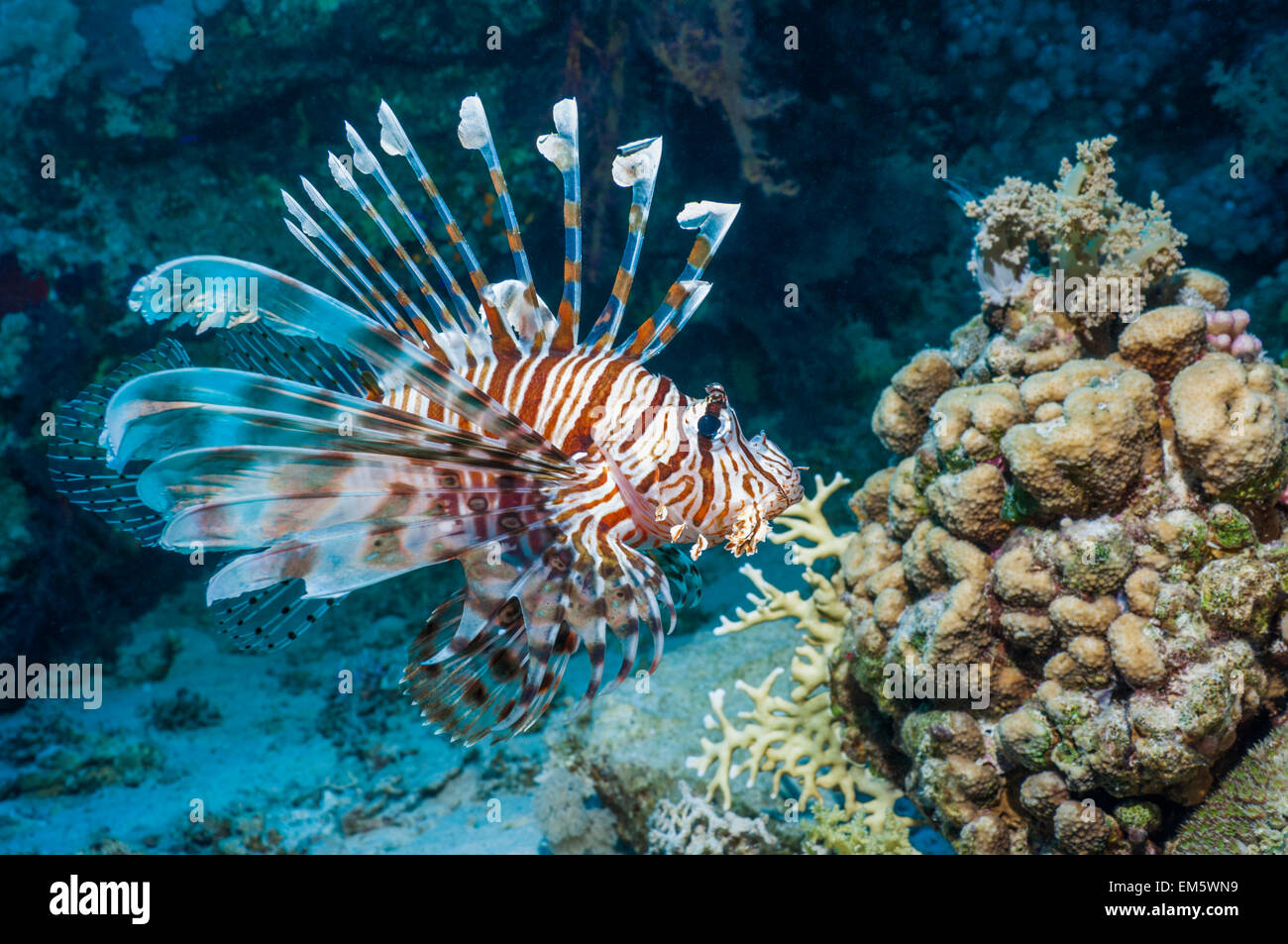 Poisson-papillon commun ou devil firefish (Pterois miles). Souvent confondu avec poisson-papillon rouge (Pterois volitans). Endémique de la Mer Rouge. Banque D'Images