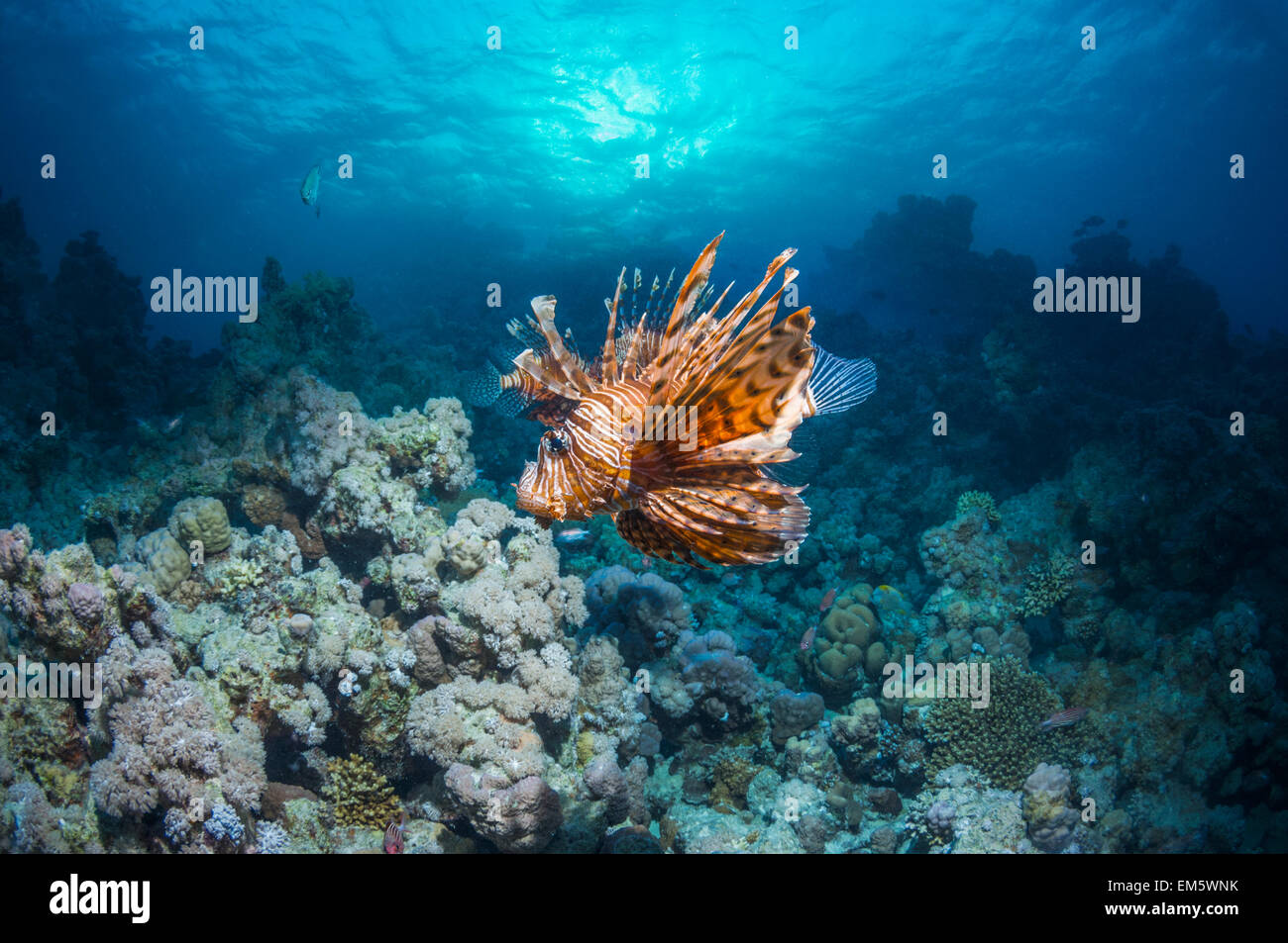 Poisson-papillon commun ou devil firefish (Pterois miles). Souvent confondu avec poisson-papillon rouge (Pterois volitans). Endémique de la Mer Rouge. Banque D'Images