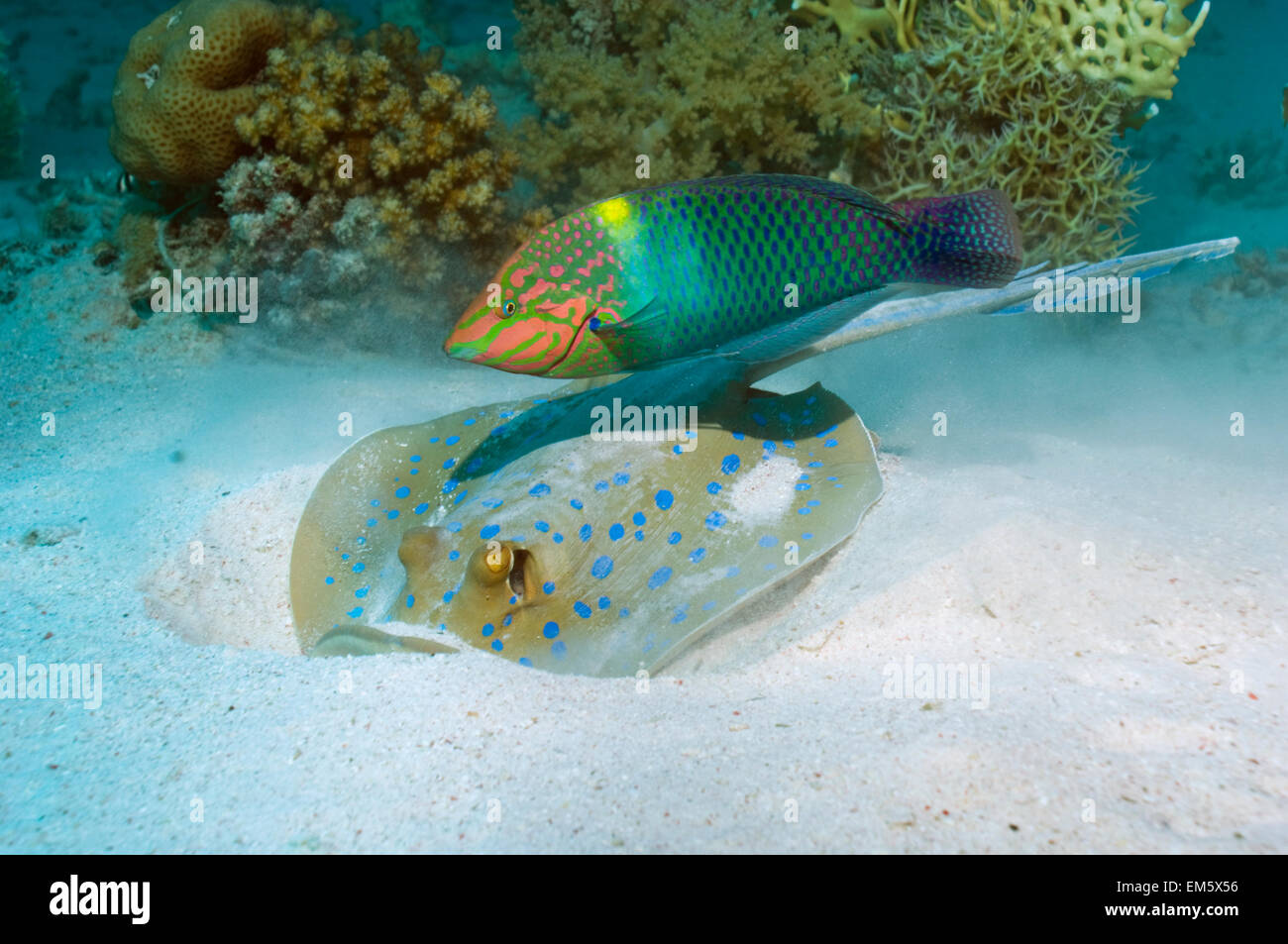 Napoléon regardant un damier Bluespotted ribbontail ray creuser dans le sable pour les proies dans l'espoir d'attraper tous les évadés Banque D'Images