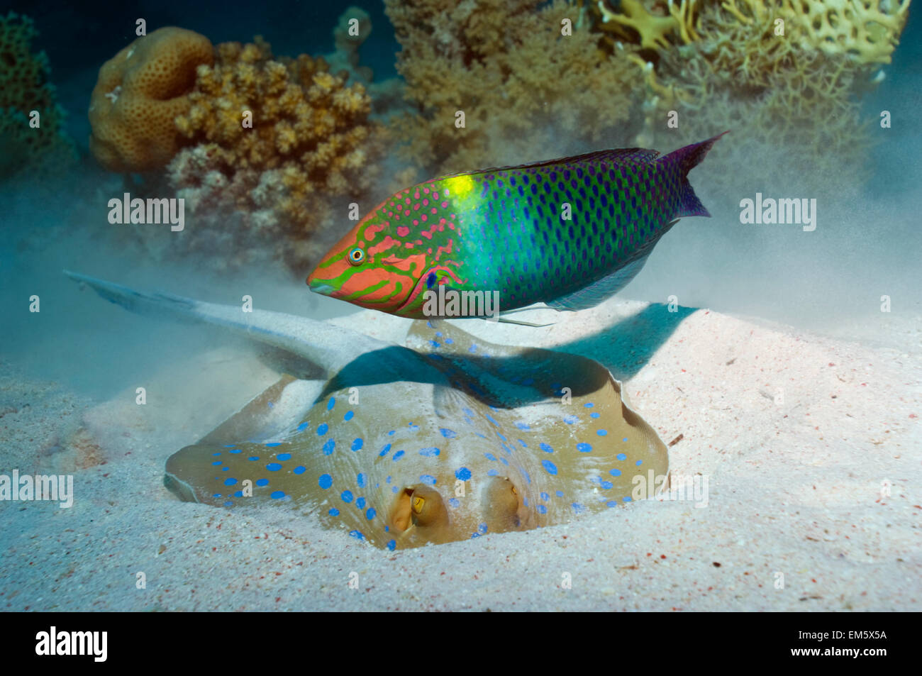 Napoléon regardant un damier Bluespotted ribbontail ray creuser dans le sable pour les proies dans l'espoir d'attraper tous les évadés Banque D'Images
