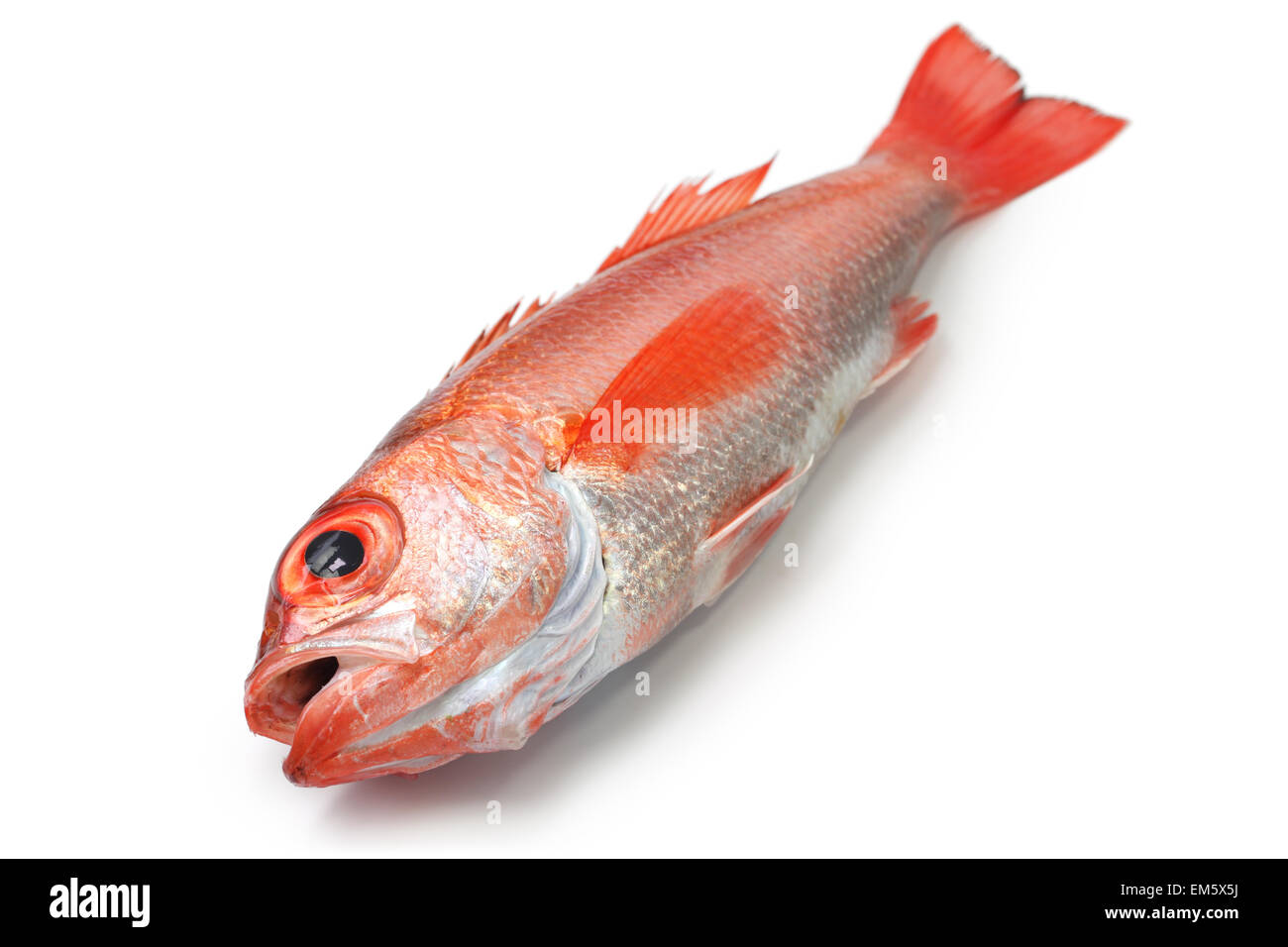 Blackthroat seaperch, rosy le bar, nodoguro akamutsu, japonais, poisson de grande classe Banque D'Images